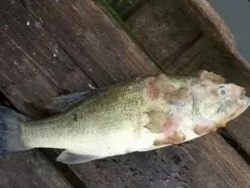 水產(chǎn)養(yǎng)殖遇上水霉病，該怎么防治？一篇實(shí)用的魚病防治指南